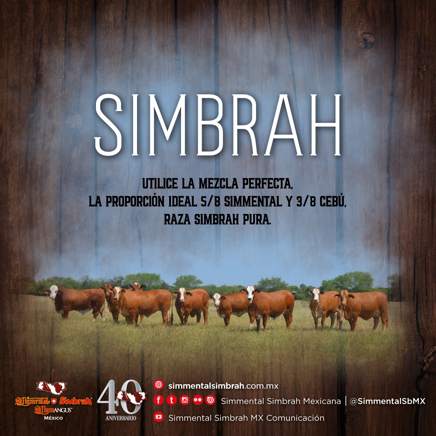 La Raza #Simbrah posee... - Simmental Simbrah Mexicana