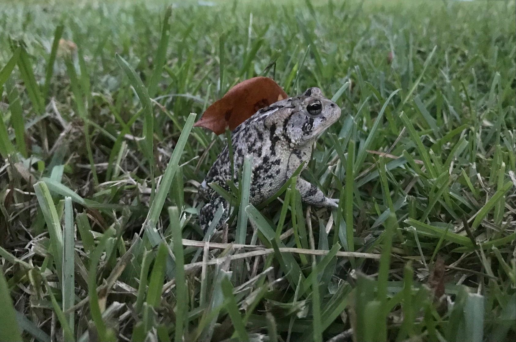 What a... - North Carolina Museum of Natural Sciences | Facebook