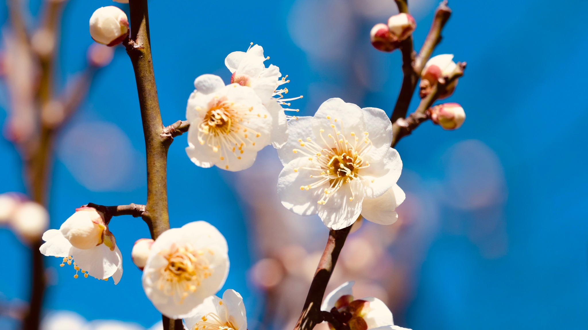 Você já viu uma flor de ameixeira? Ela pode ter tons de branco e