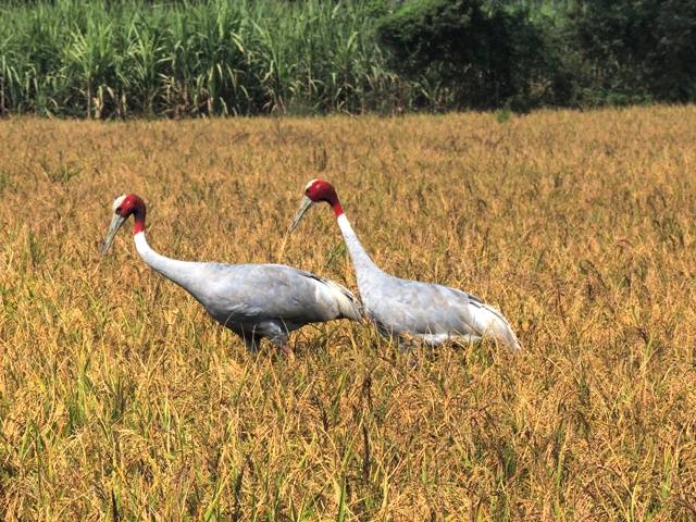 Doon Supreme, organic basmati rice | Lakhimpur