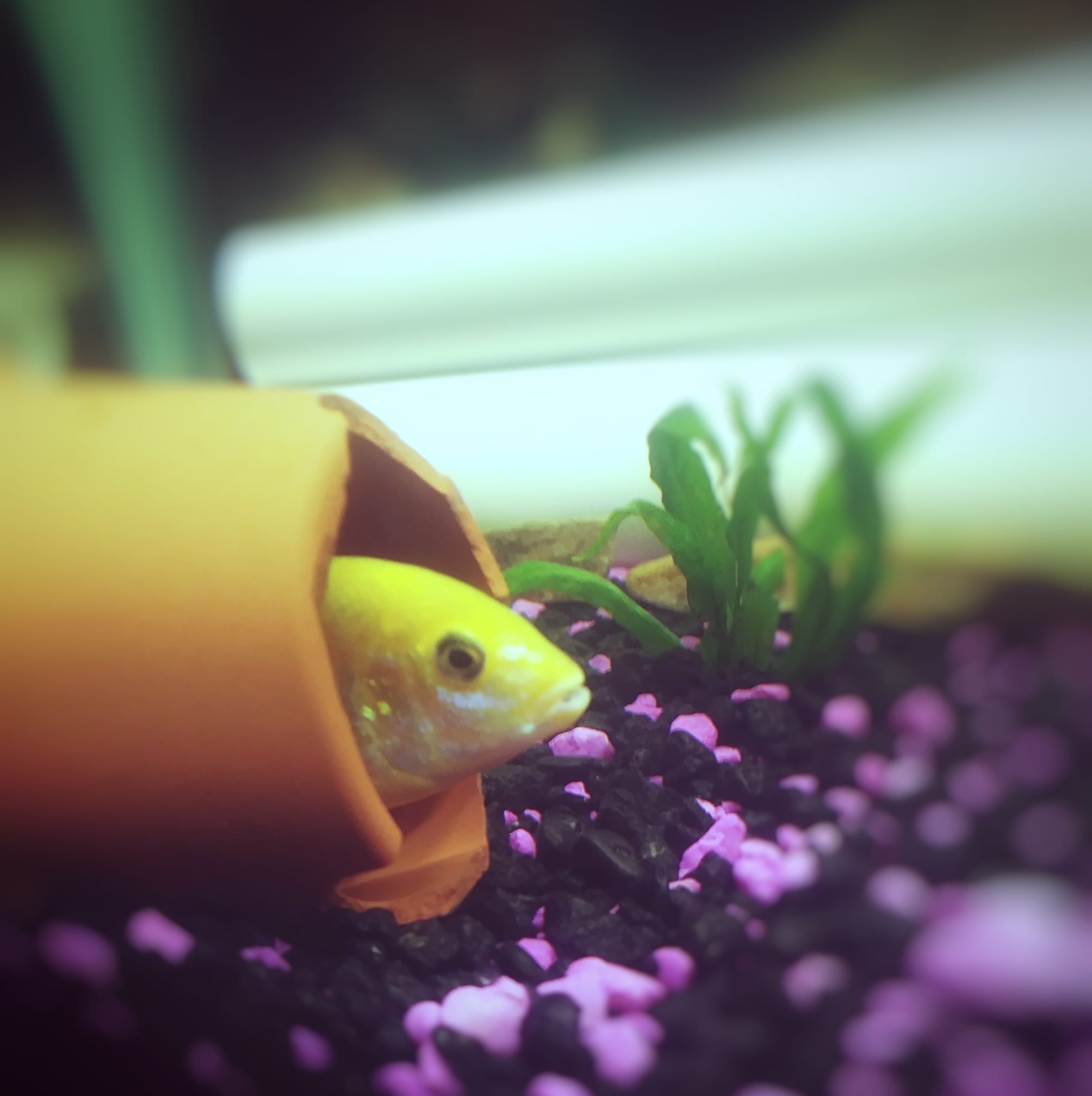 Aquarium Hobbyist4Life - https://youtu.be/Y5VWCyYEERs | Facebook