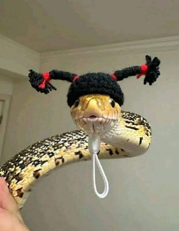Somedays, all you need is a pic of a snake wearing a crocheted hat