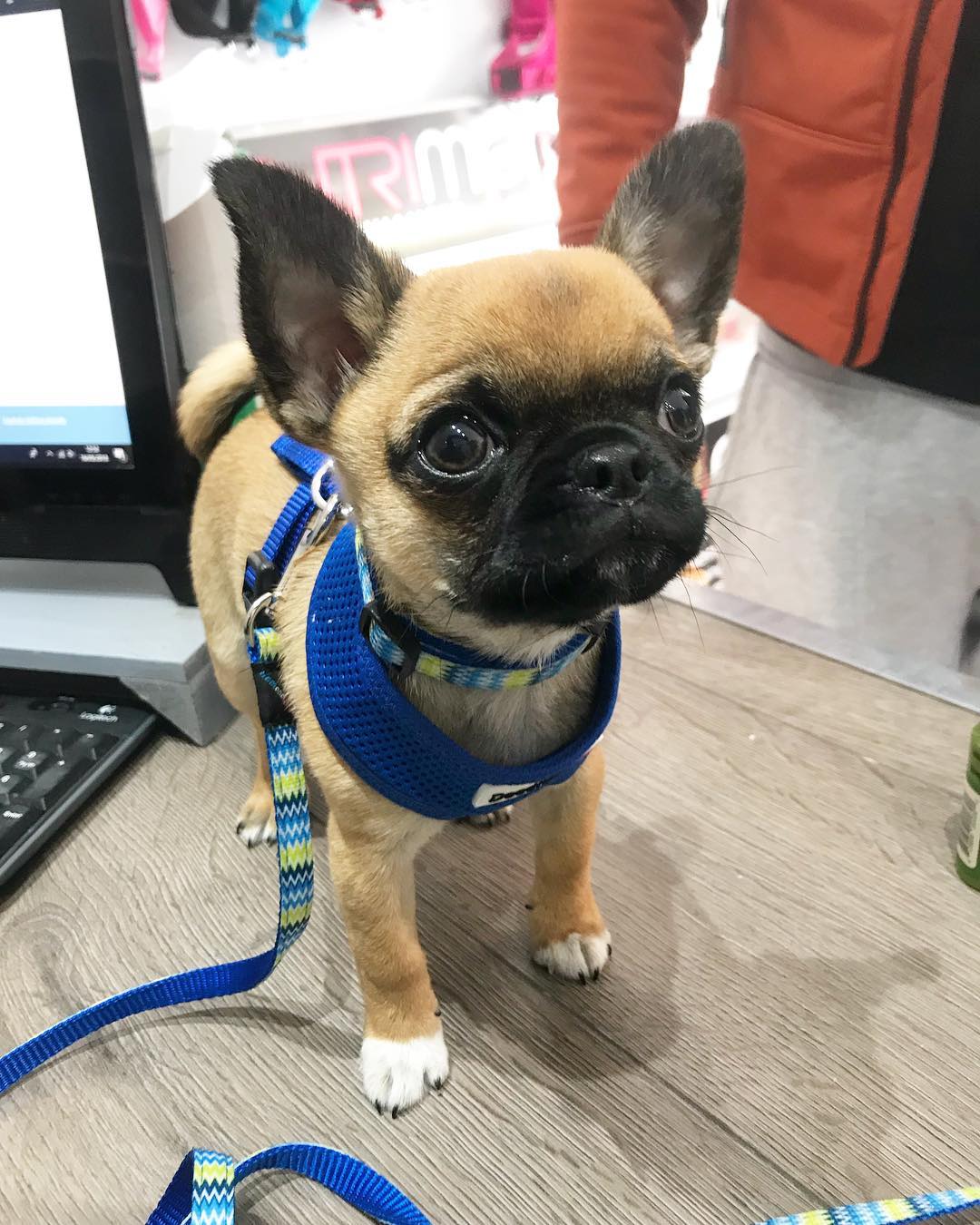 Tiny Hugo Just Came For A Doodlebone Wags Whiskers Pet