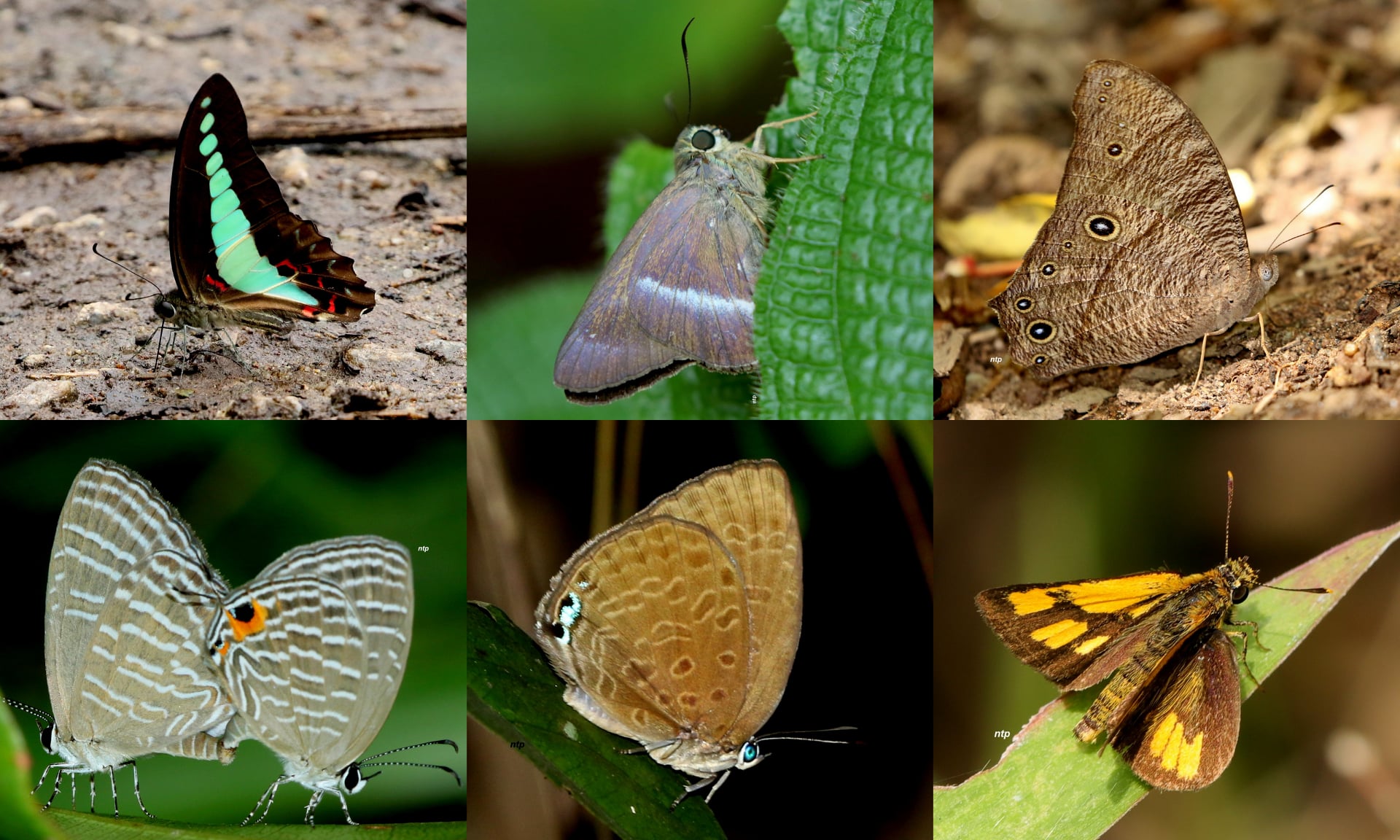 Tiang Pee - Fauna of Singapore - Butterflies (over 320 species from our ...