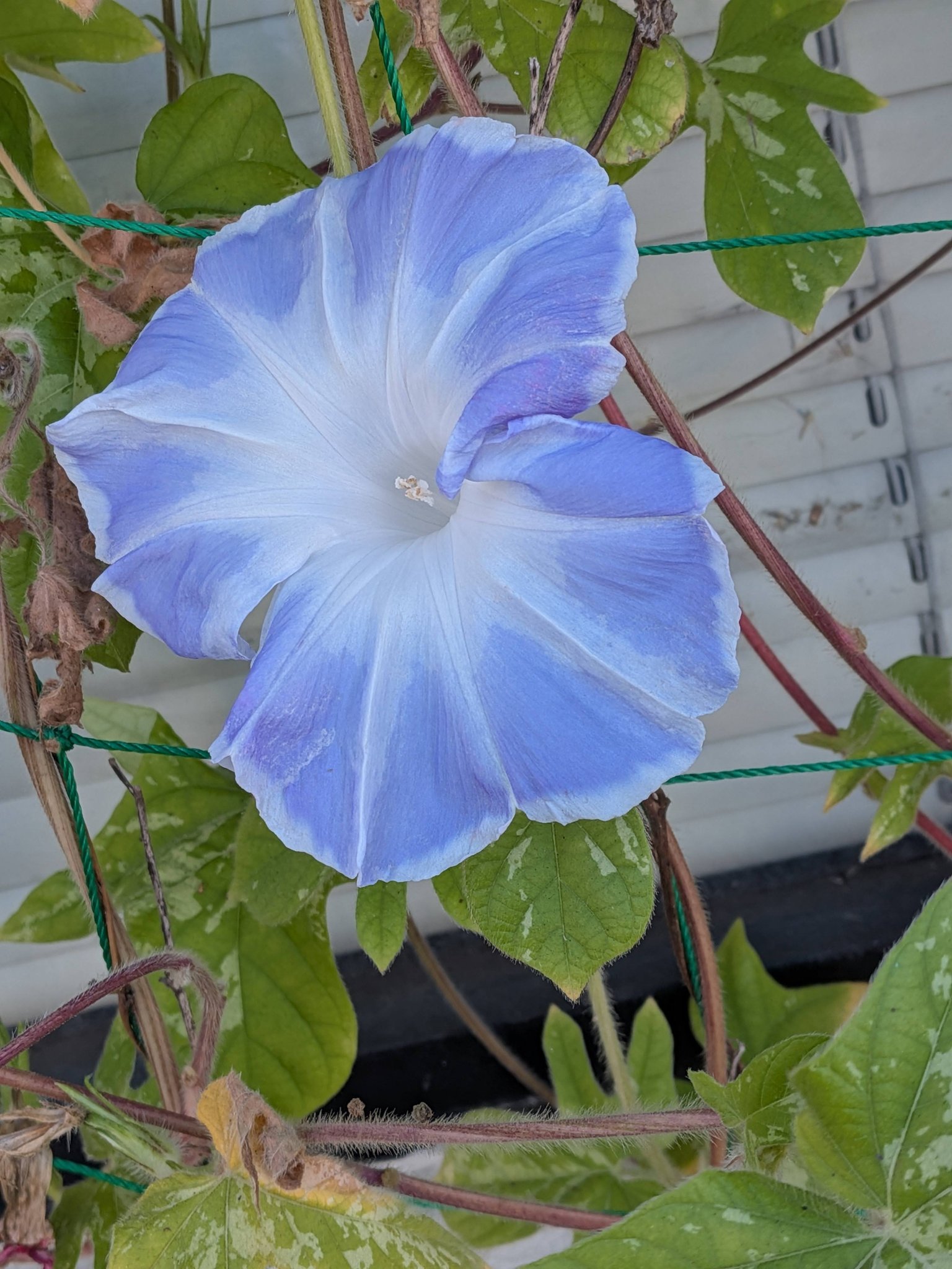 綺麗に咲く「朝顔」