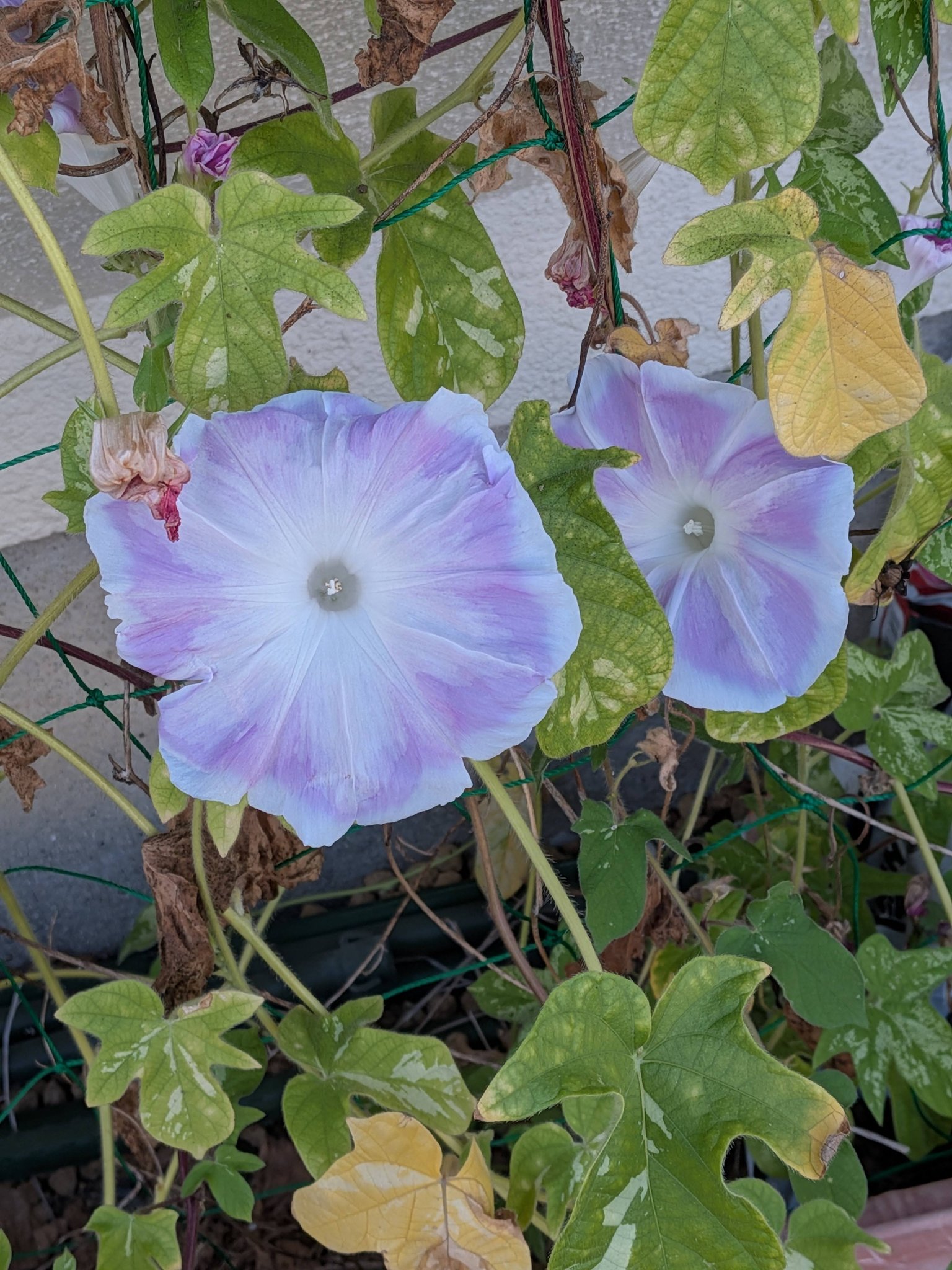 綺麗に咲く「朝顔」