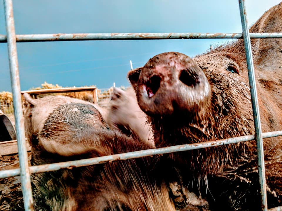 The Filthy Swine Piggery | Dog Canyon Estates NM