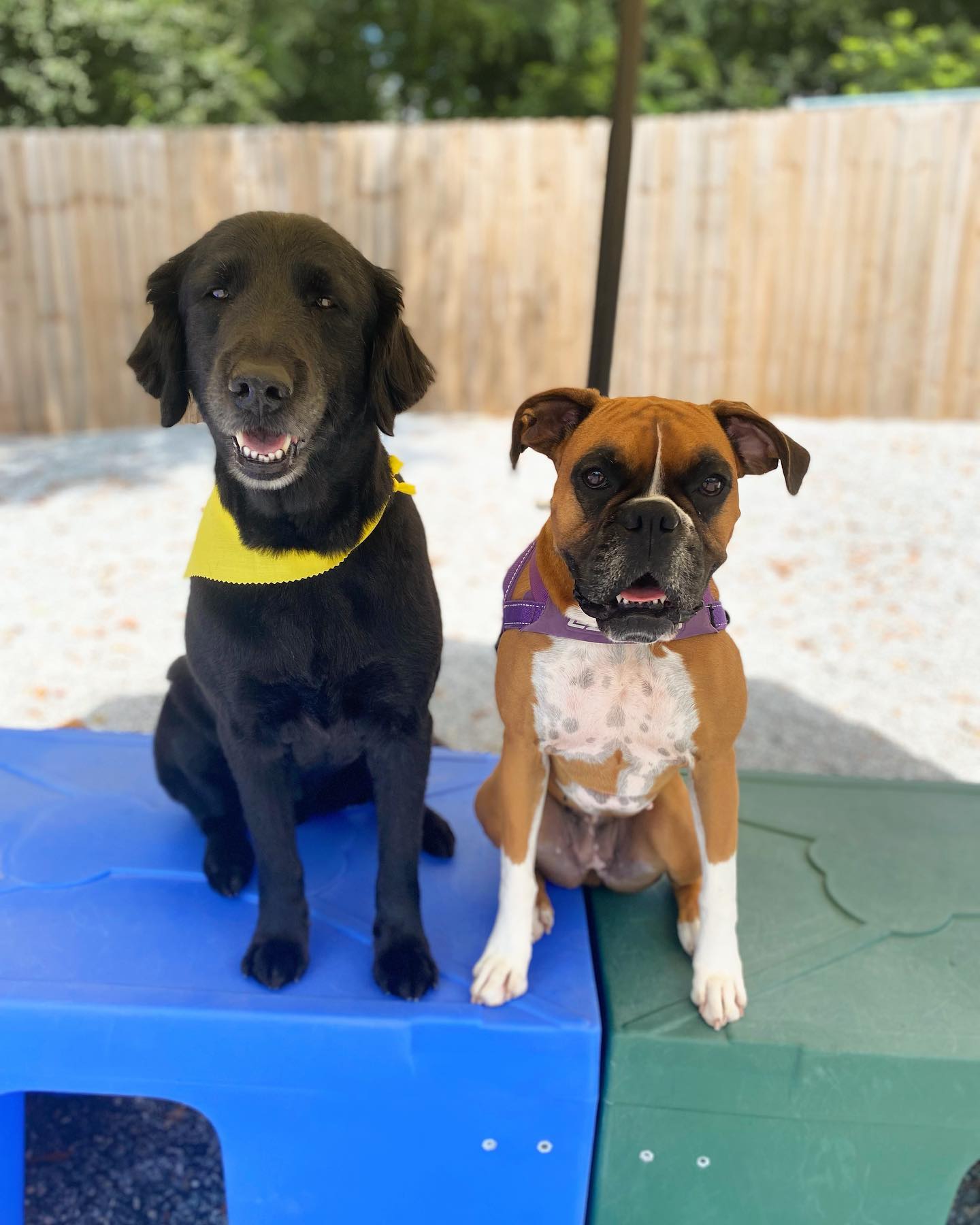 The Fetch House - Making friends in daycare. Cubby & Thea...