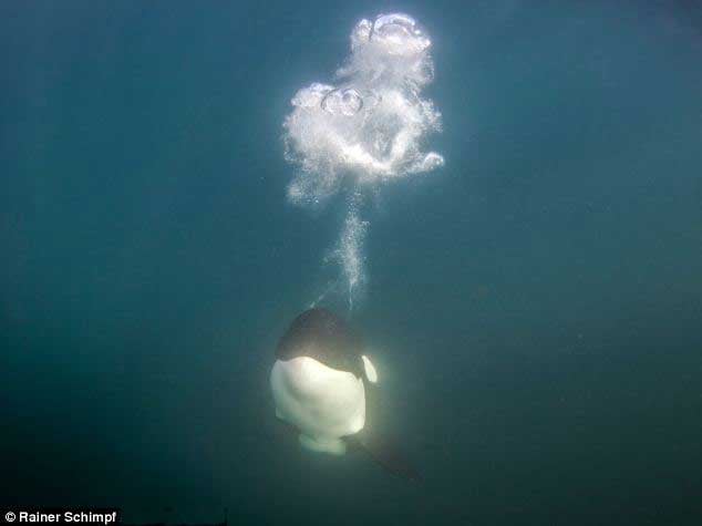 🌊 𝗦𝗧𝗨𝗠𝗣𝗬 𝗹𝗮 𝗽𝗲𝘁𝗶𝘁𝗲 𝗼𝗿𝗾𝘂𝗲... - Back To The Wild - Cetacea | Facebook