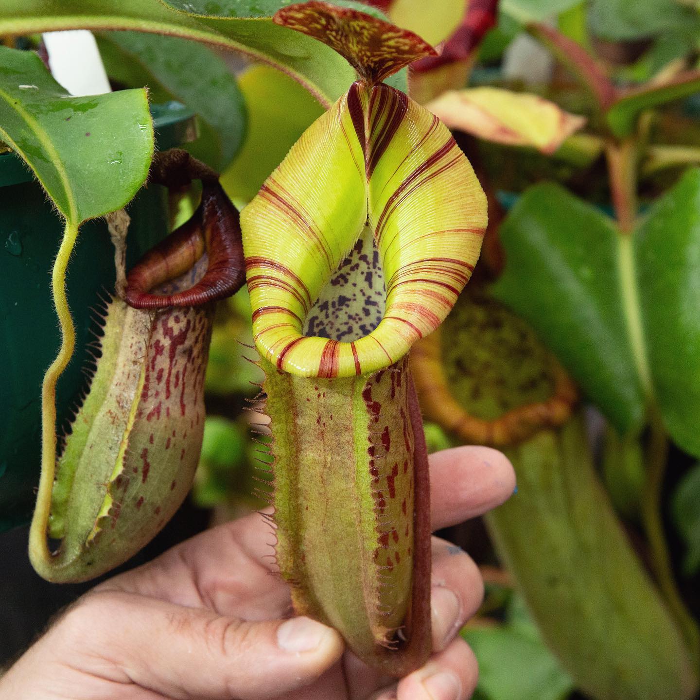 N. (veitchii x burbidgeae) x (LVBXVMV) RE-0005 are starting to