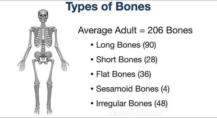 BS Zoology Department | Types of bone | Facebook