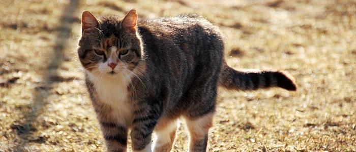 Praktijk voor Kattengedrag - Onze huiskatten worden steeds ouder, maar ...