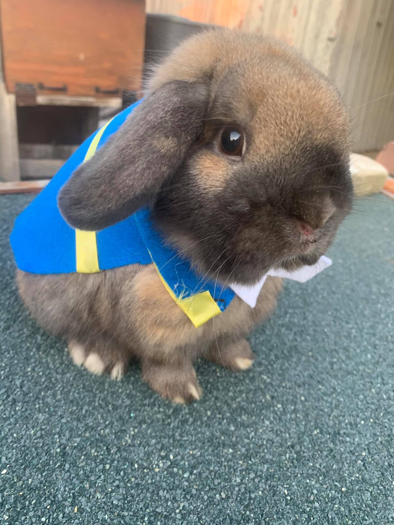 RIP to our Parker. You will be... - Willow Valley Rabbitry | Facebook
