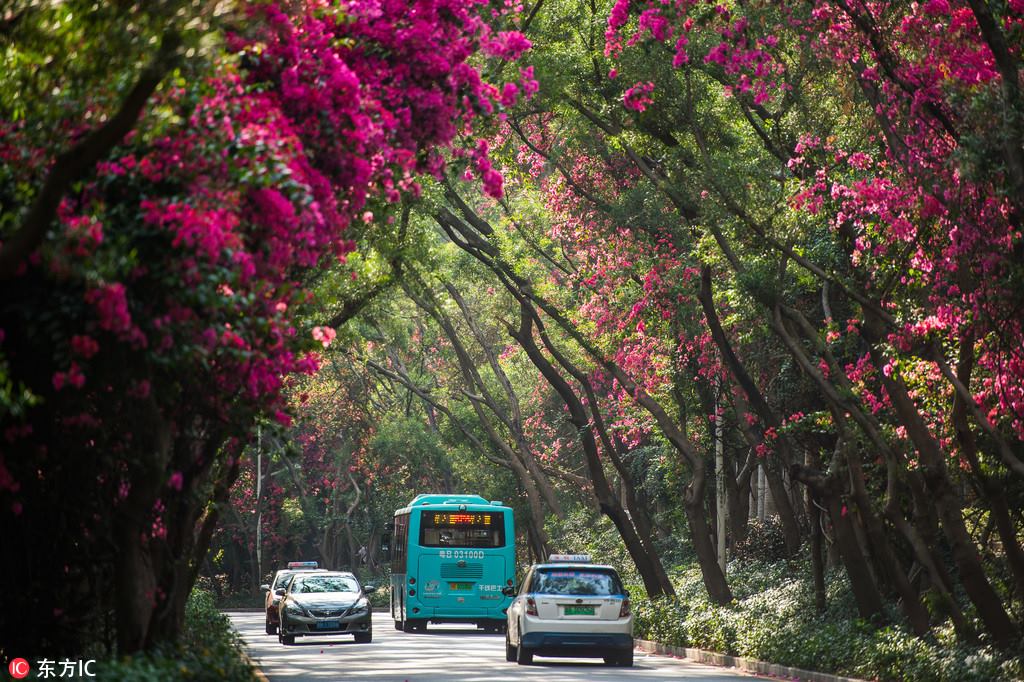 As the city flower of #Shenzhen in south China's Guangdong