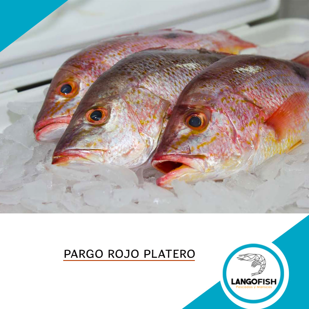 ¿Conoces el Pargo Rojo... - Langofish PescadosyMariscos