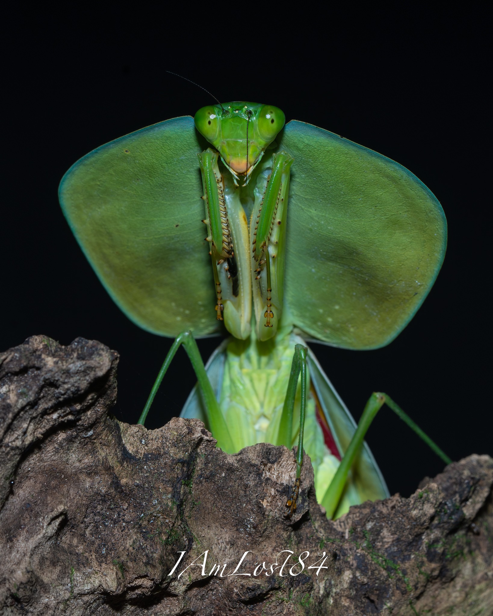 Peruvian shield mantis photo from Costa Rica