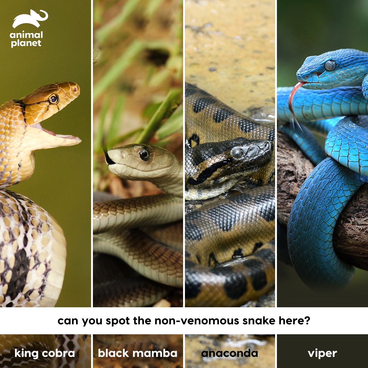 Dangerous Snakes Anaconda