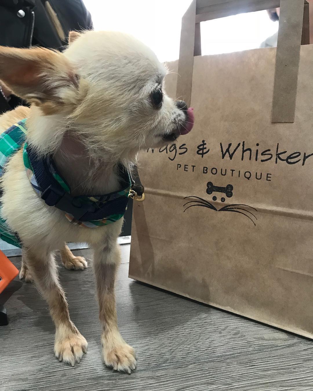 Tiny Gizmo Came In For Some Doggie Wags Whiskers Pet