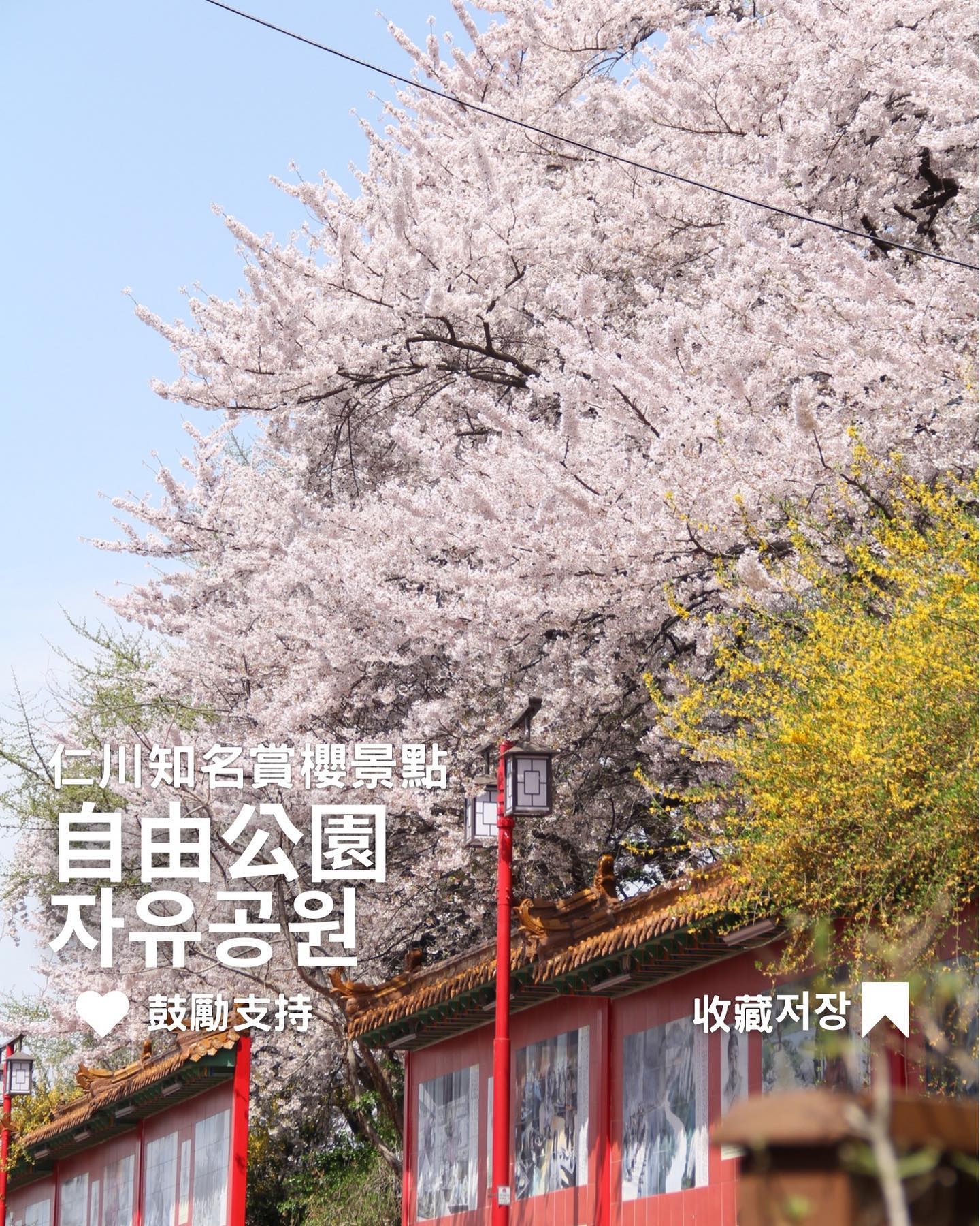 [仁川賞櫻景點 自由公園 자유공원]... - 台灣安姨的韓國安居日常 대만 이모앤의 한국 life | Facebook