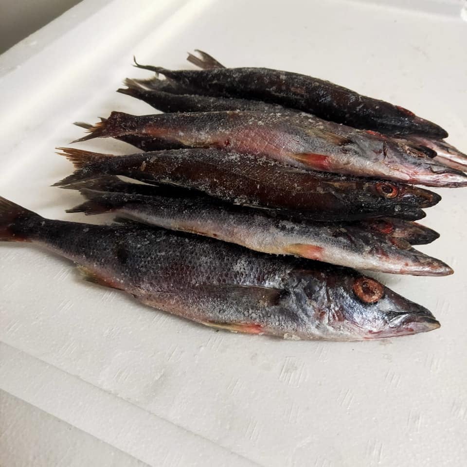 Welcome!!!!!!!!!!!!!!!!!!!... - Lake Tanganyika Fishes Pty Ltd | Facebook