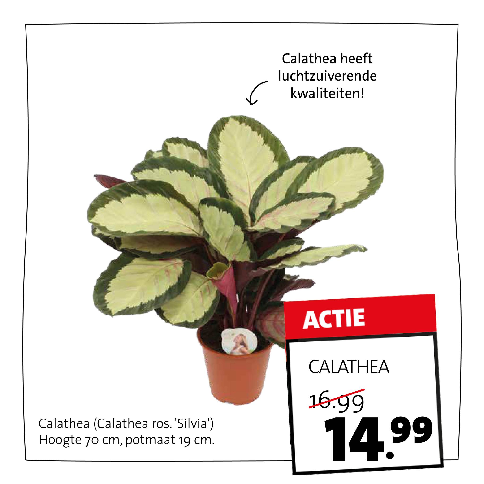 Intratuin Rhoon - FOLDER DEZE WEEK | Een groene kerst!... | Facebook