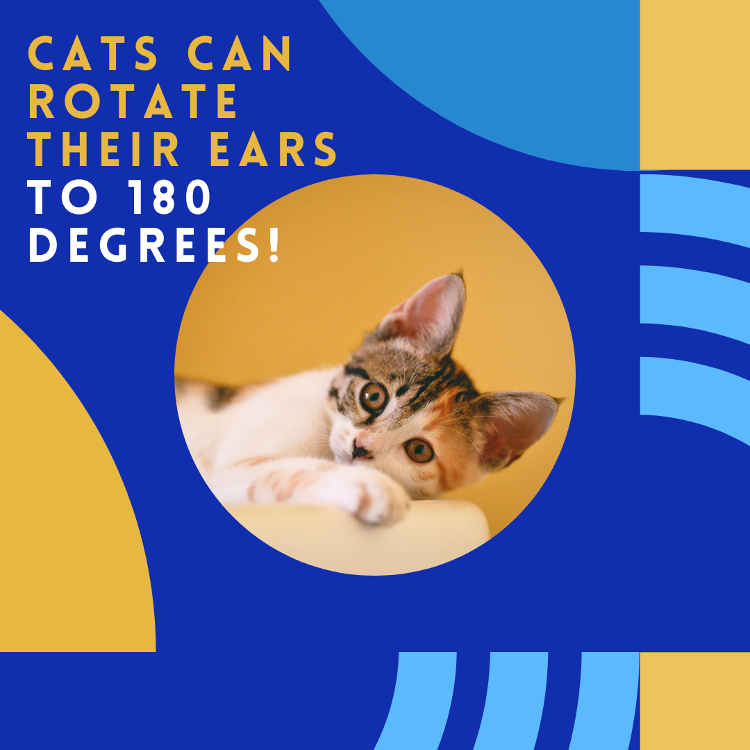 South Rhea Animal Hospital - Cats can rotate each of their ears 180 ...