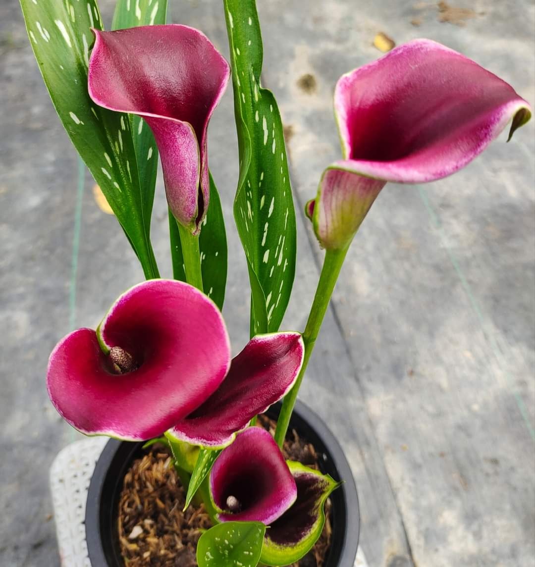 calla lily สี Cantor ต้นละ... - บ้านสวนกุหลาบ by นุช