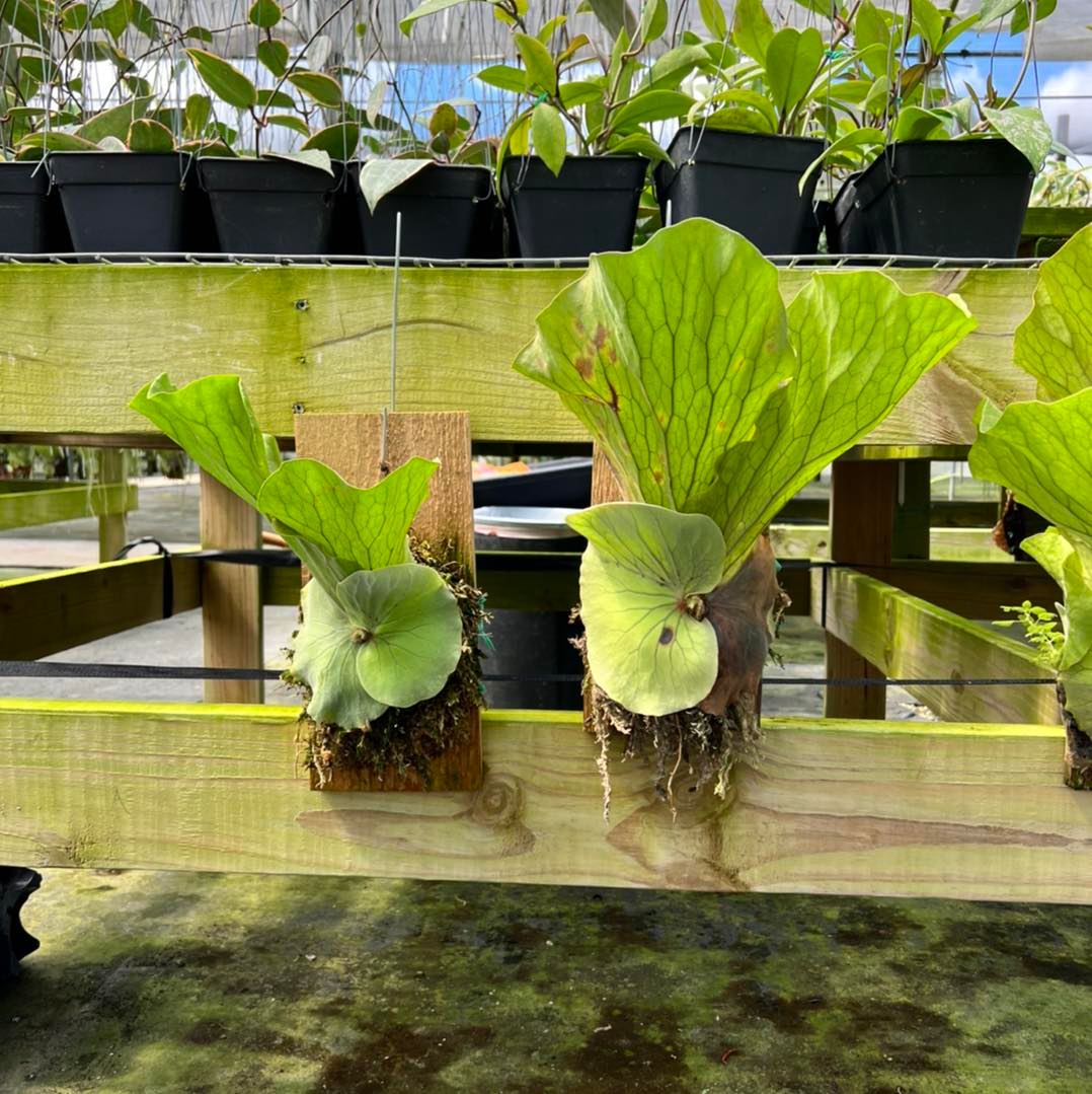 🌿 Dwarf Hillii Spore “Deep Green Dwarf” | PUP Release ✨ Overseas