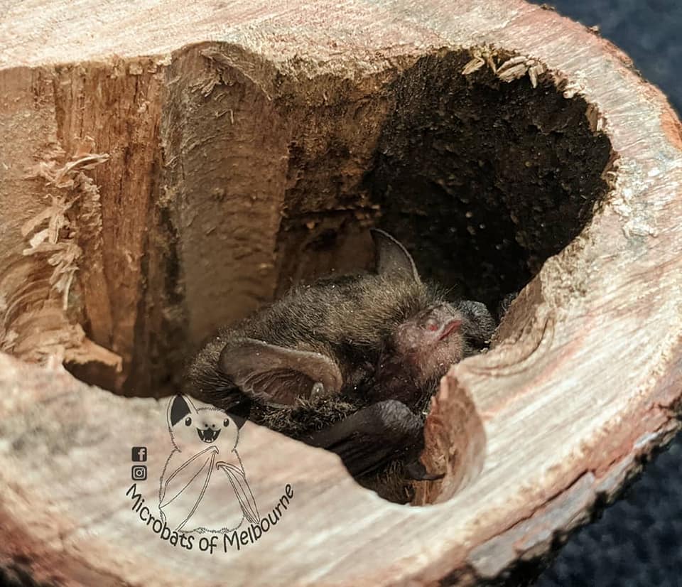 Microbats of Melbourne added a... - Microbats of Melbourne