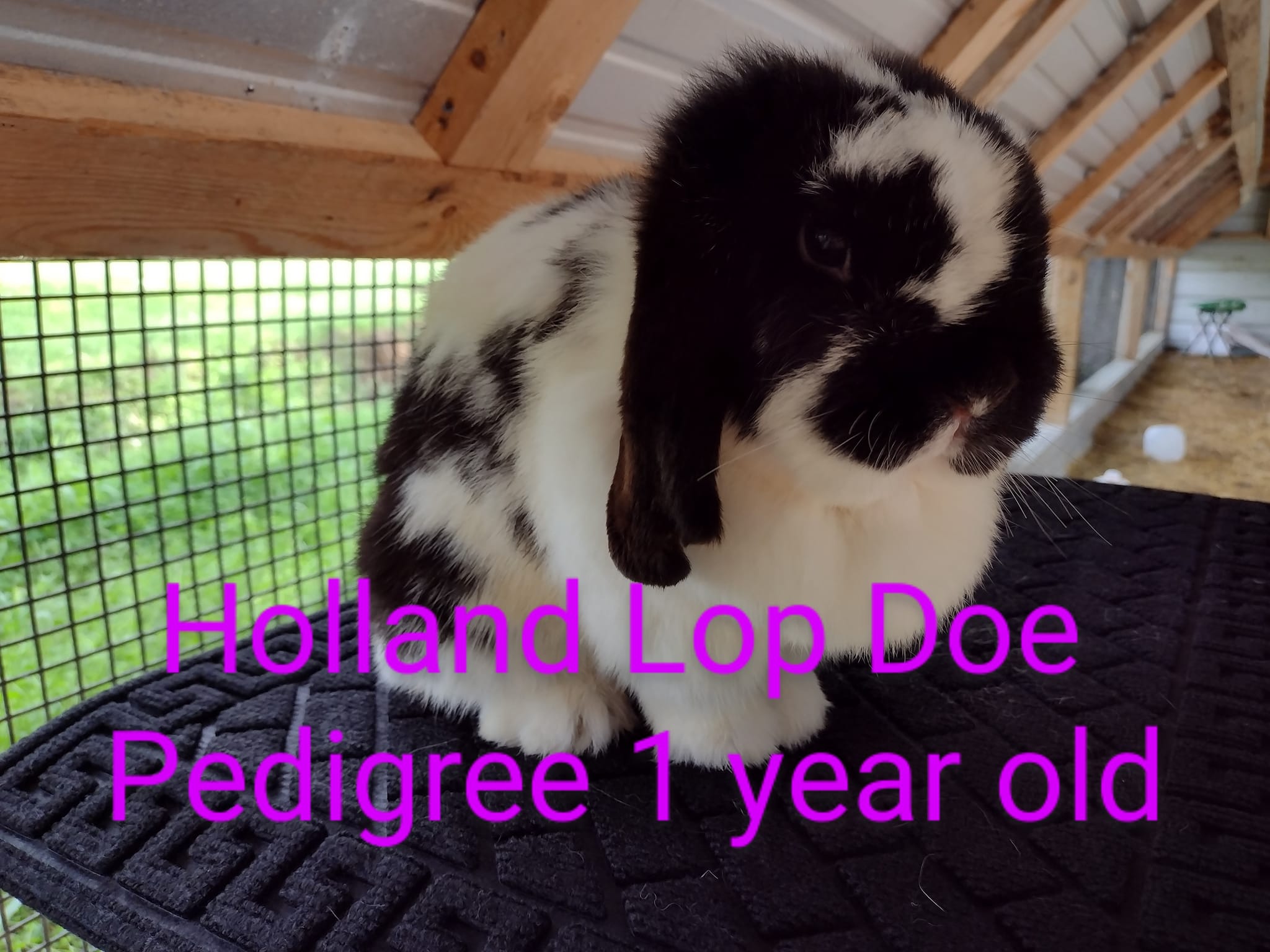 Happy Hoppers Rabbitry - GIVE AWAY TIME! Help us reach 750 page likes ...