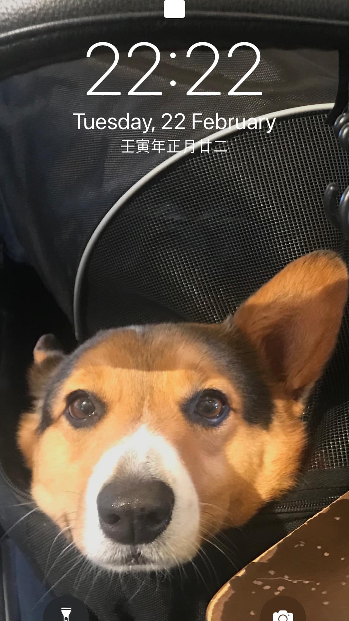 Daigut Donggua The Corgi Posts Facebook