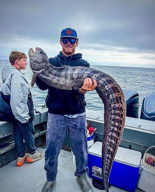 Wolf eels in Alaska can grow to almost 8 feet long. Their flesh is