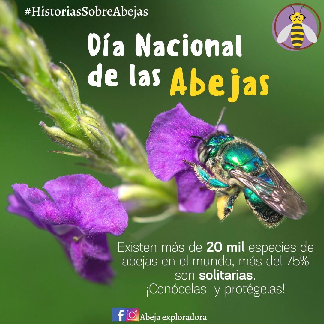 Abeja Exploradora - Hoy es un día especial porque celebramos el # ...