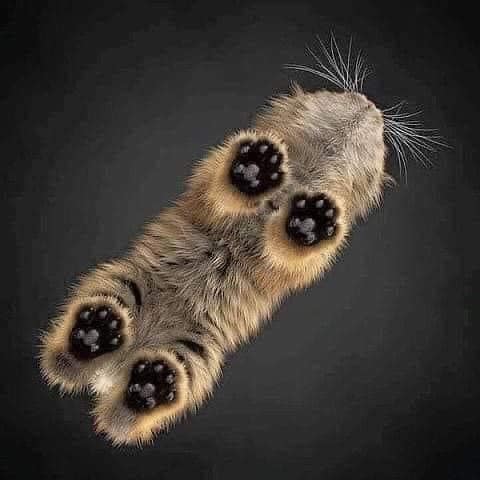 MÁS CIENCIA | El gato es un animal digitígrado, esto quiere decir que ...