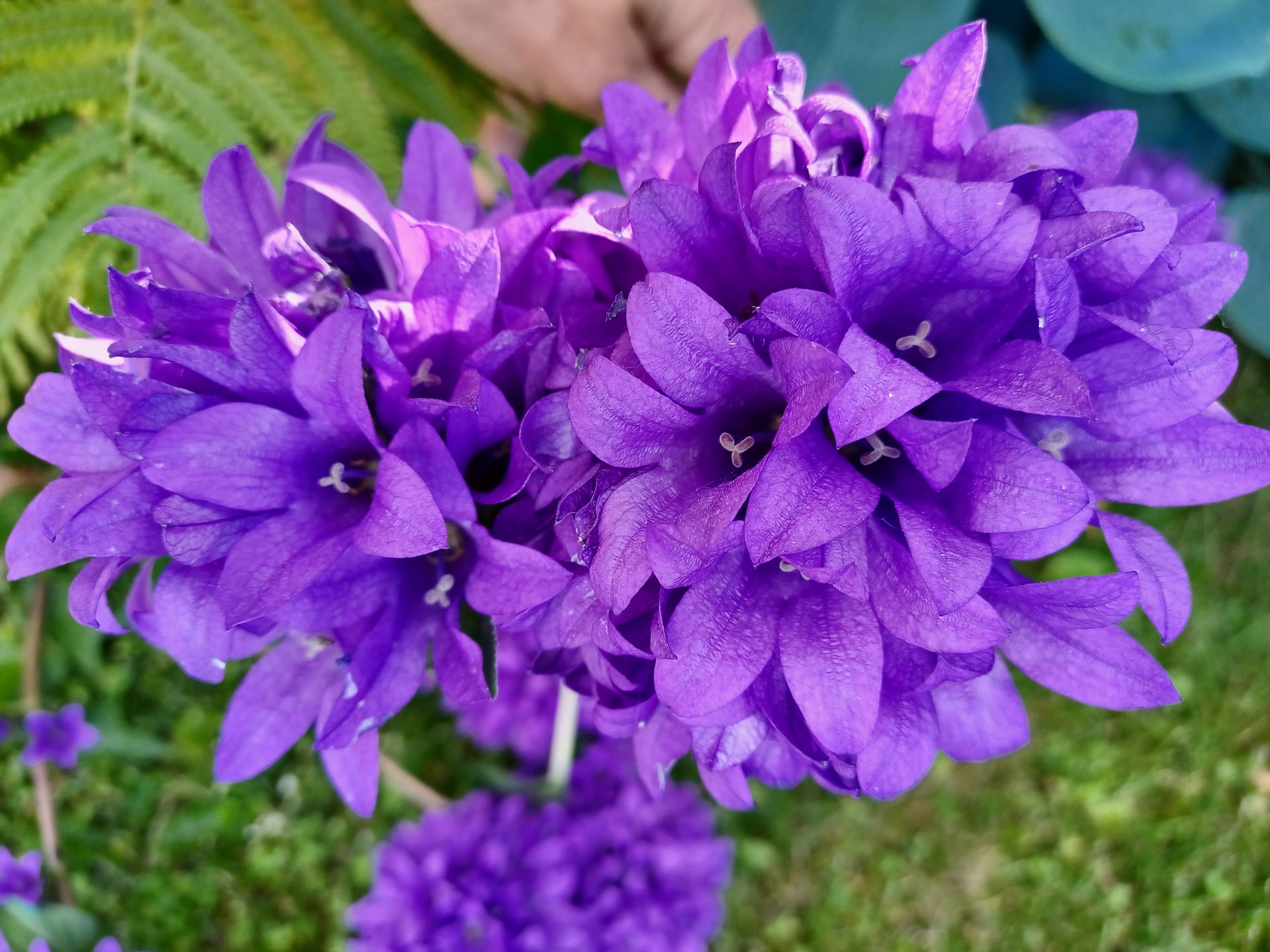 Here's a list of 15 gorgeous Bellflower varieties you may have not