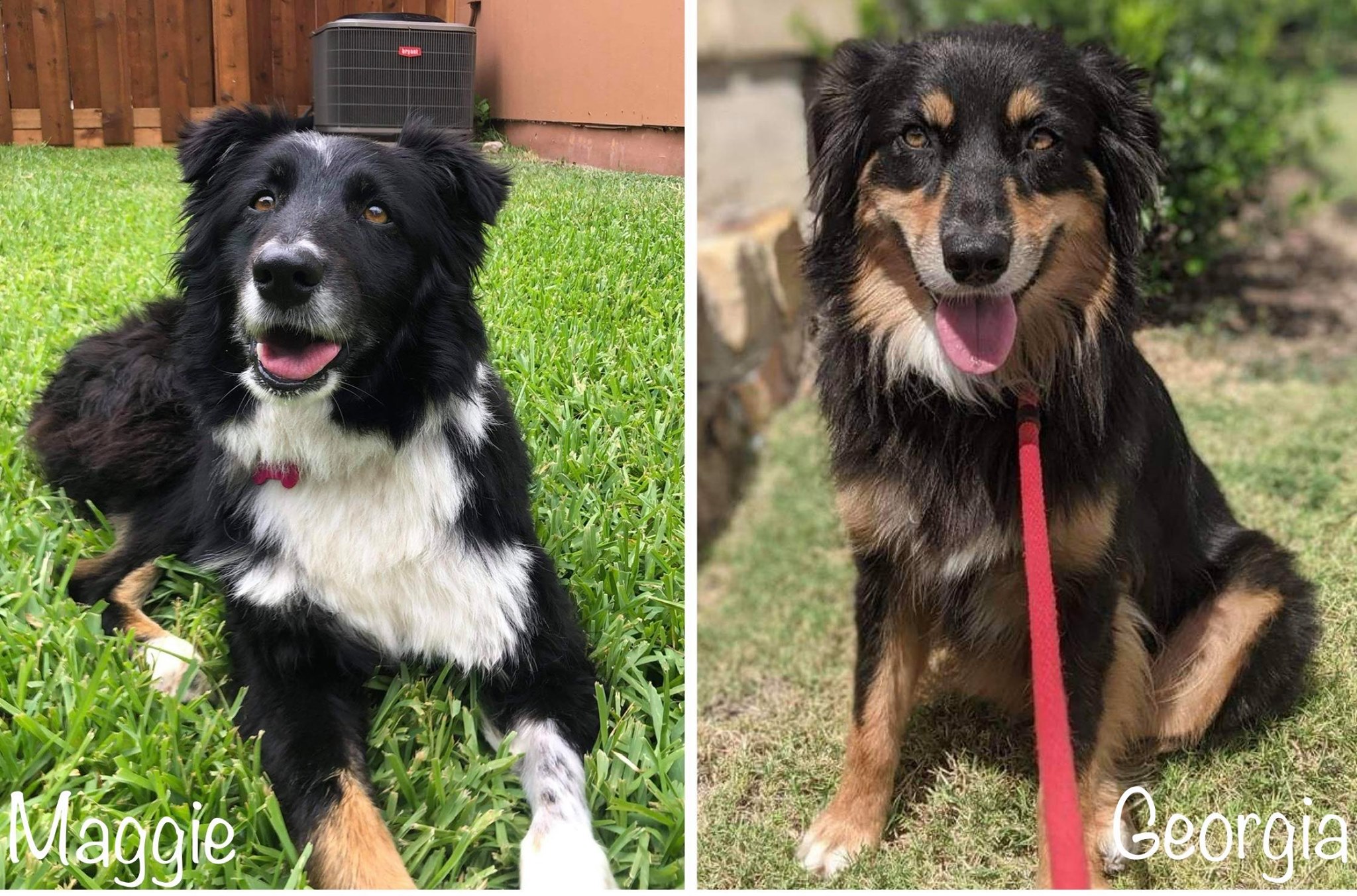 Lone Star Aussie Rescue updated... - Lone Star Aussie Rescue