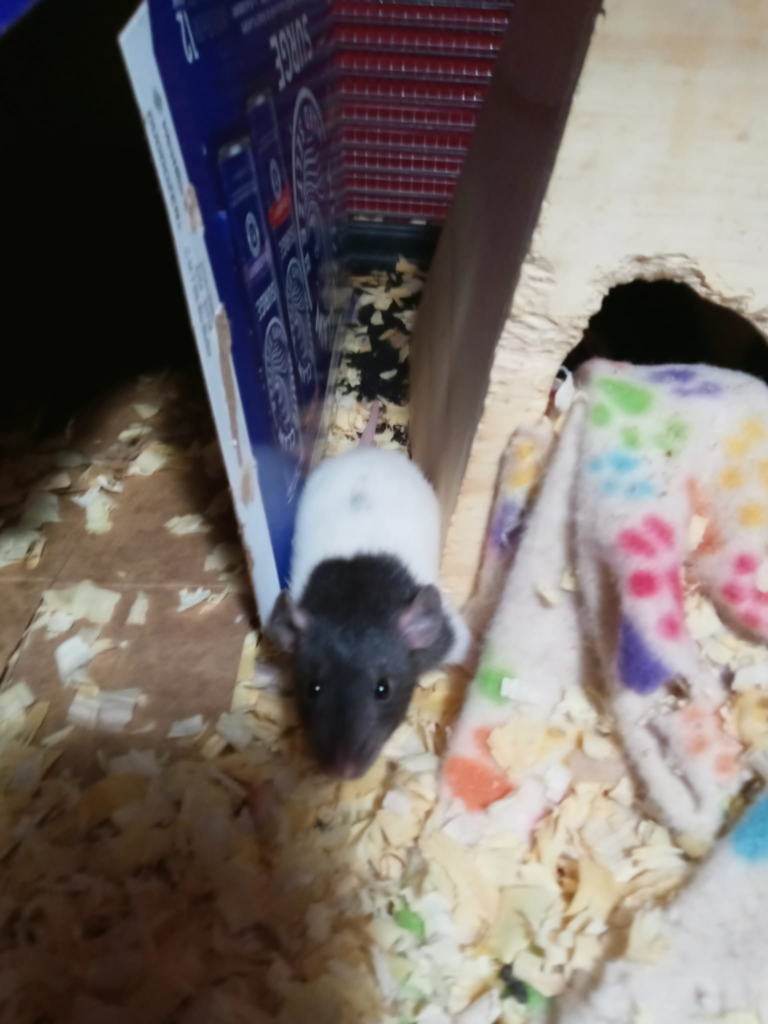 Tails of Talos Rattery | New Britain CT