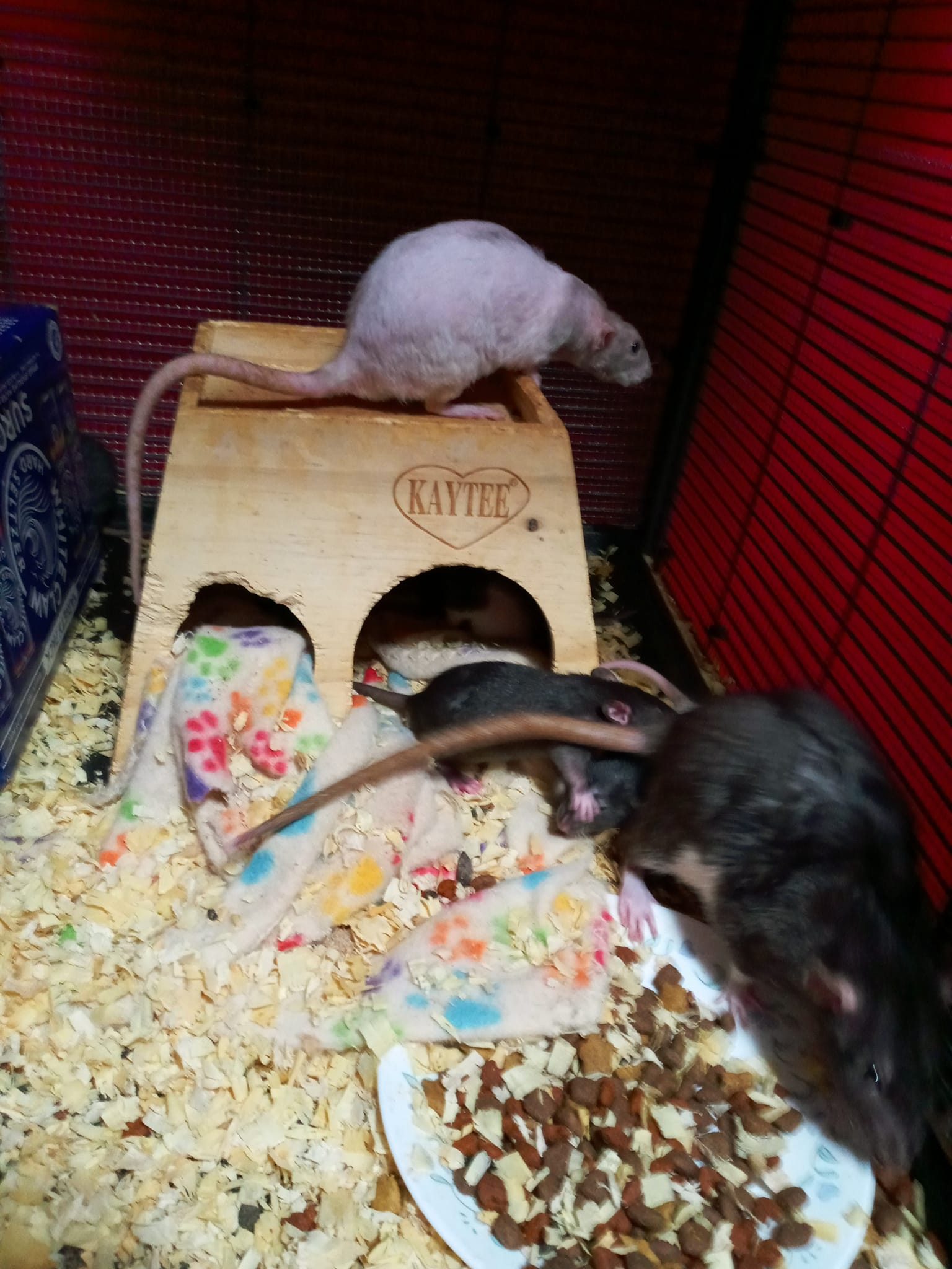 Tails of Talos Rattery | New Britain CT