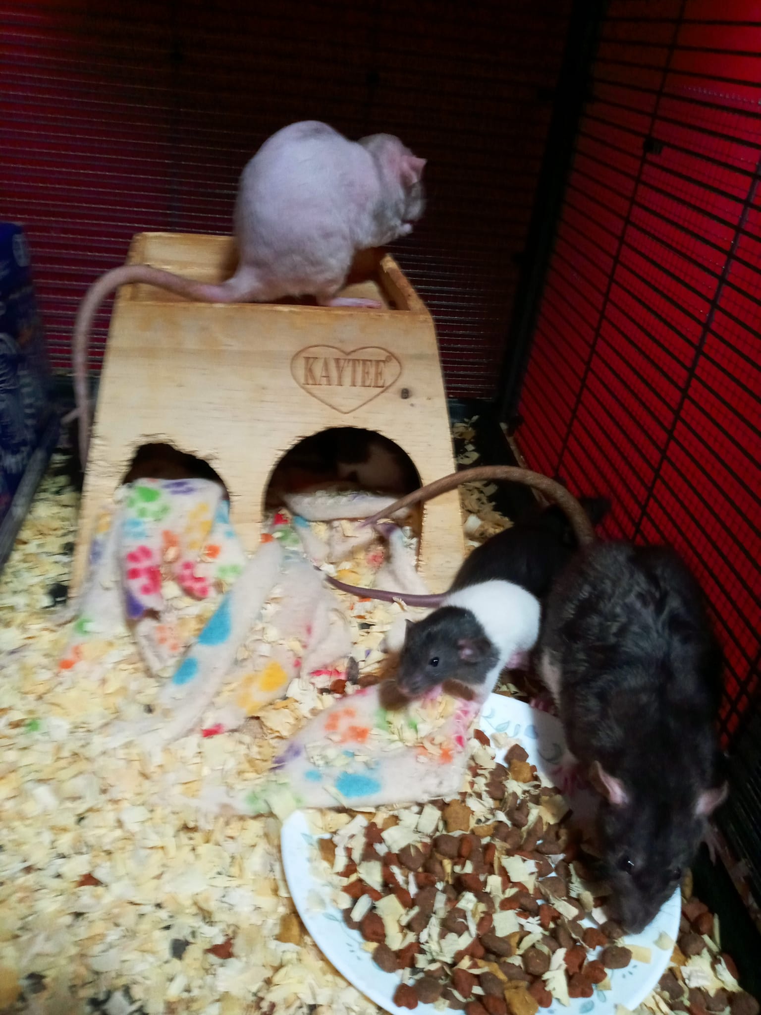 Tails of Talos Rattery | New Britain CT
