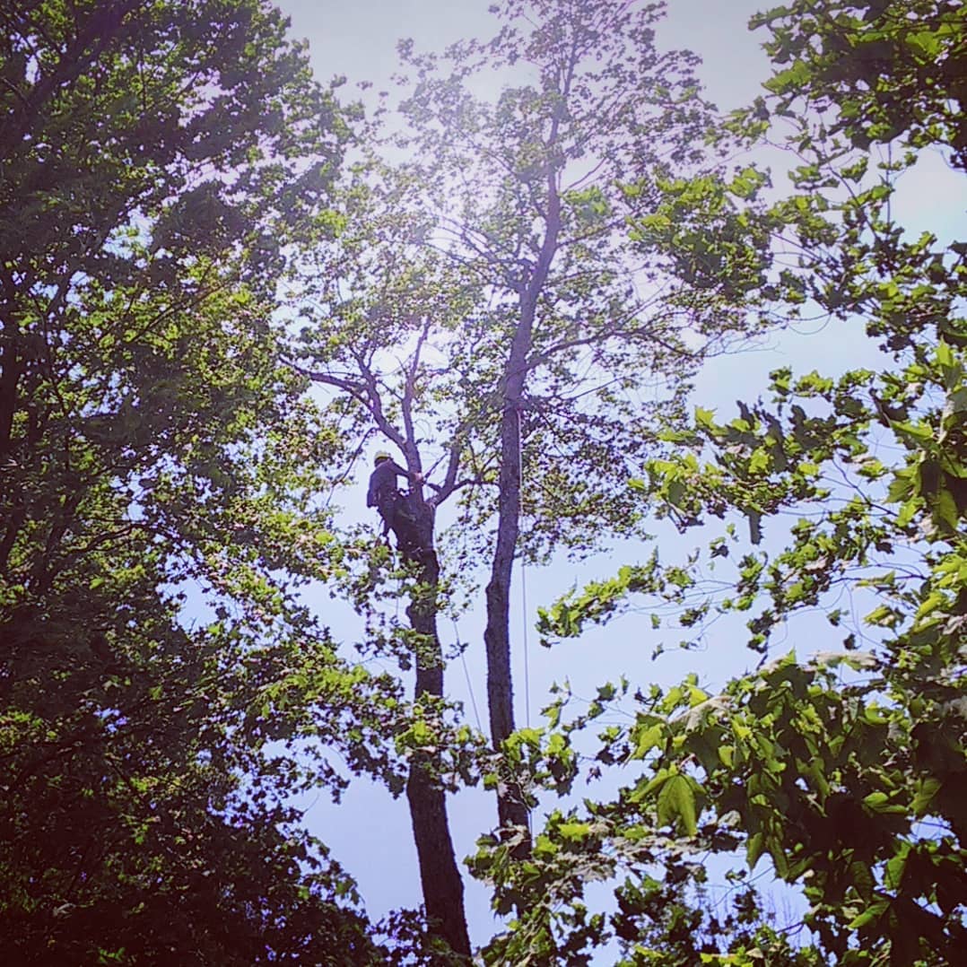 Outram Tree Solutions
