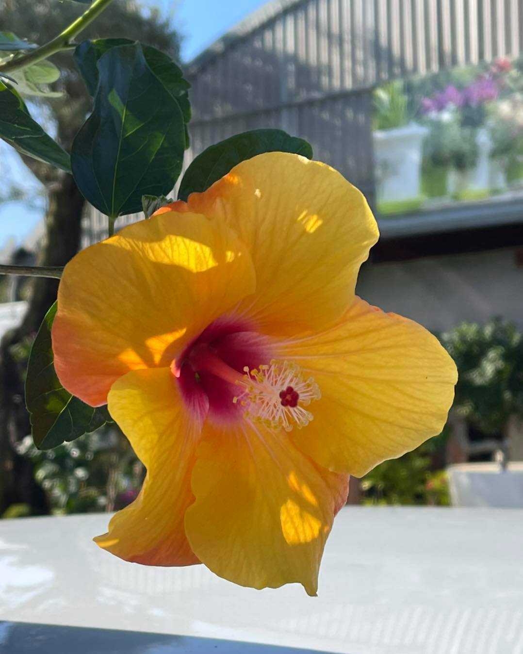 Scottiflora - Hibiscus rosa sinensis Arbusto perenne dalla generosa ...