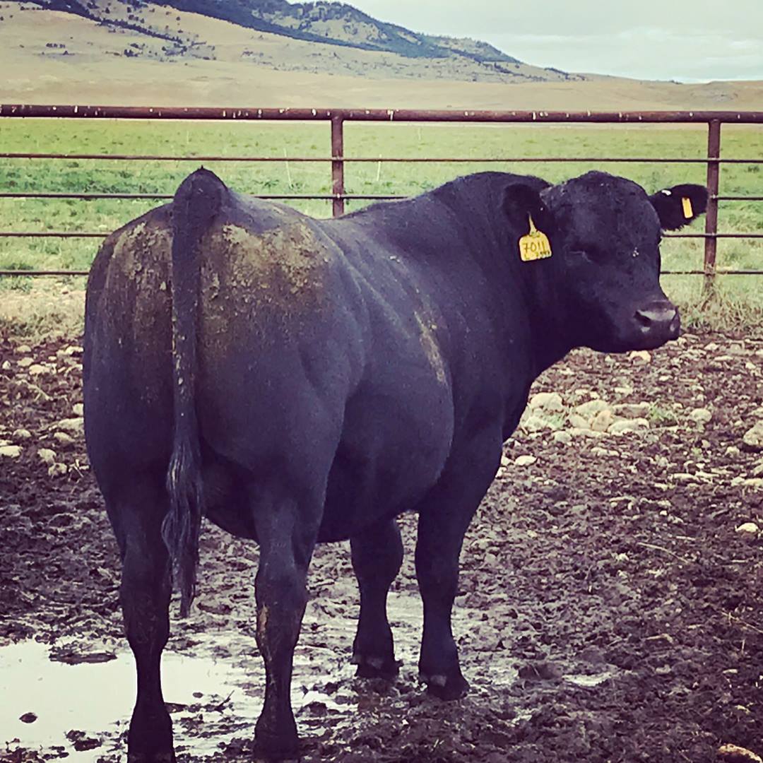 FairView Angus Ranch | Big Timber MT