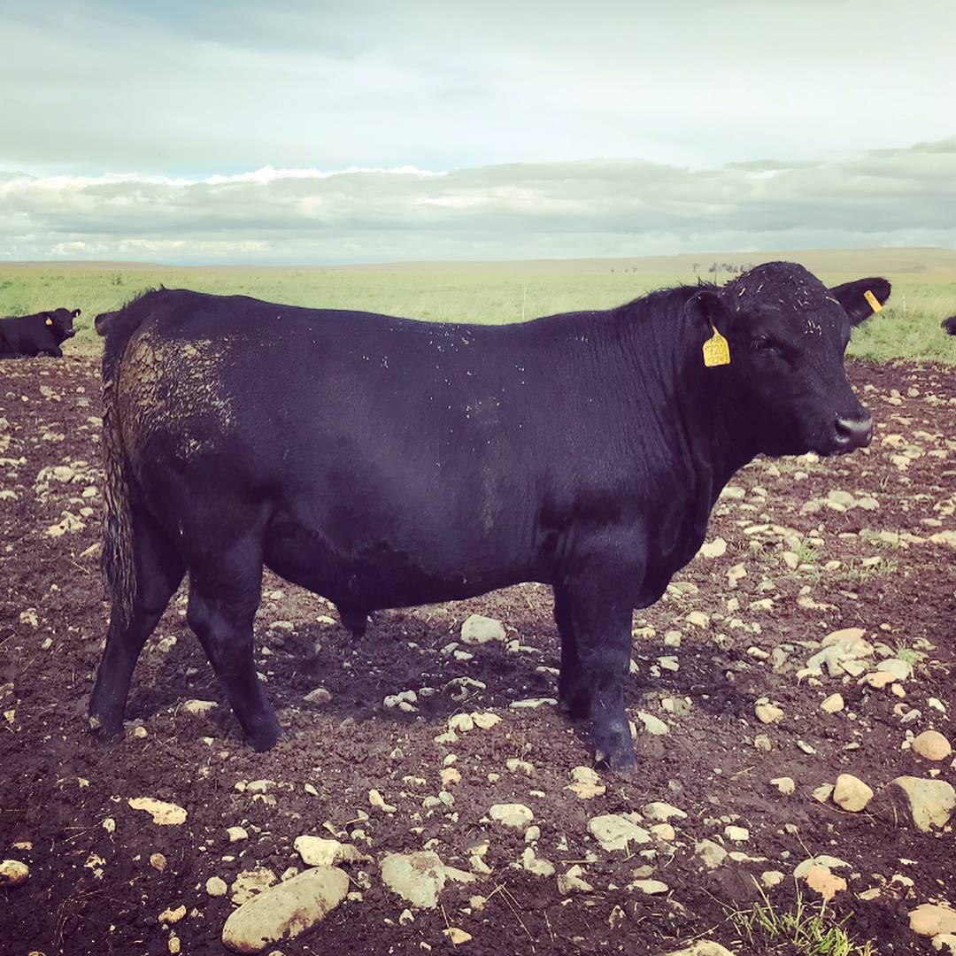 FairView Angus Ranch | Big Timber MT