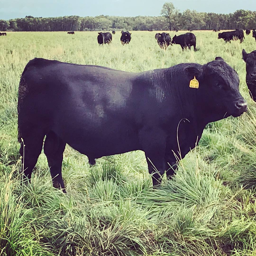 FairView Angus Ranch | Big Timber MT