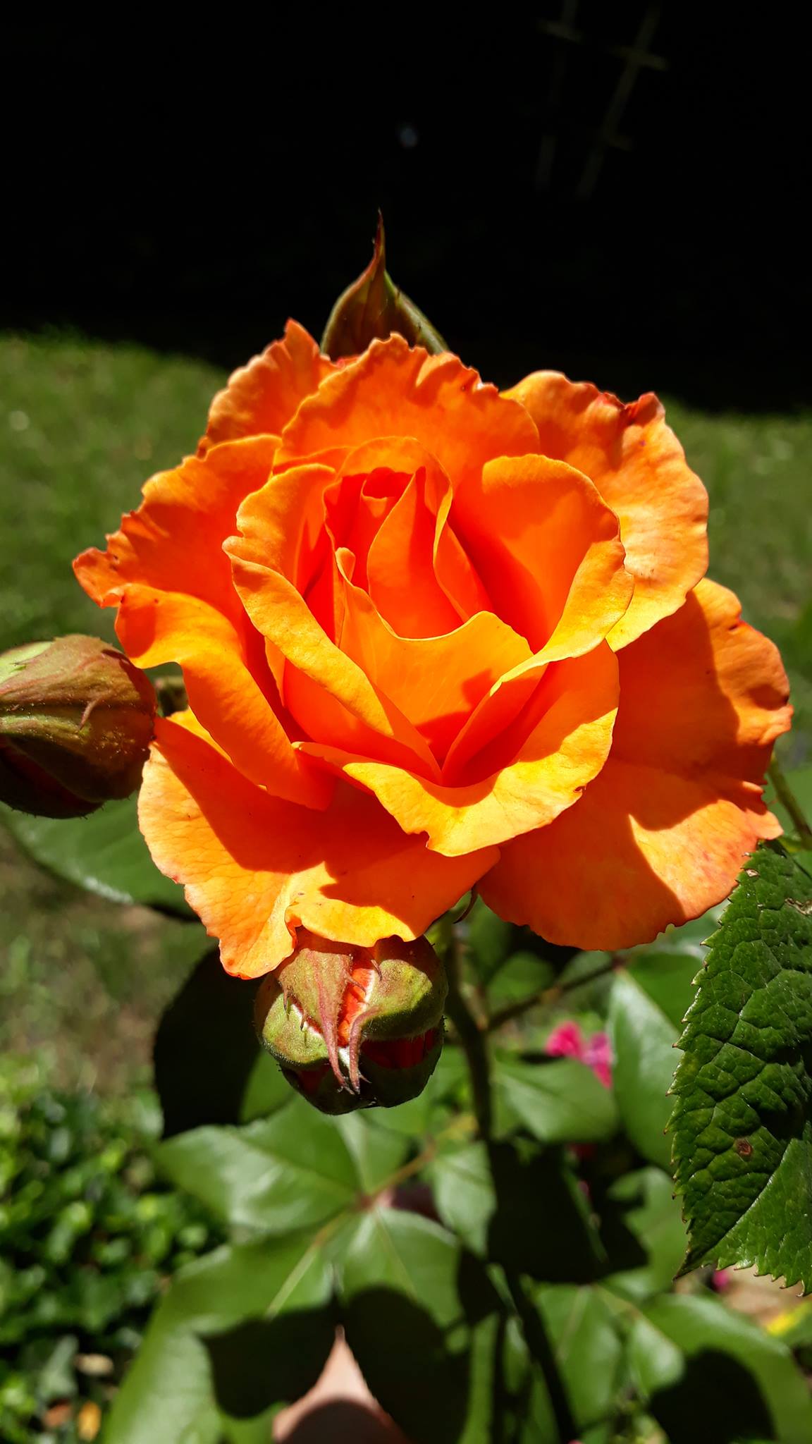 Rosenfreunde Eltville E V Community Facebook