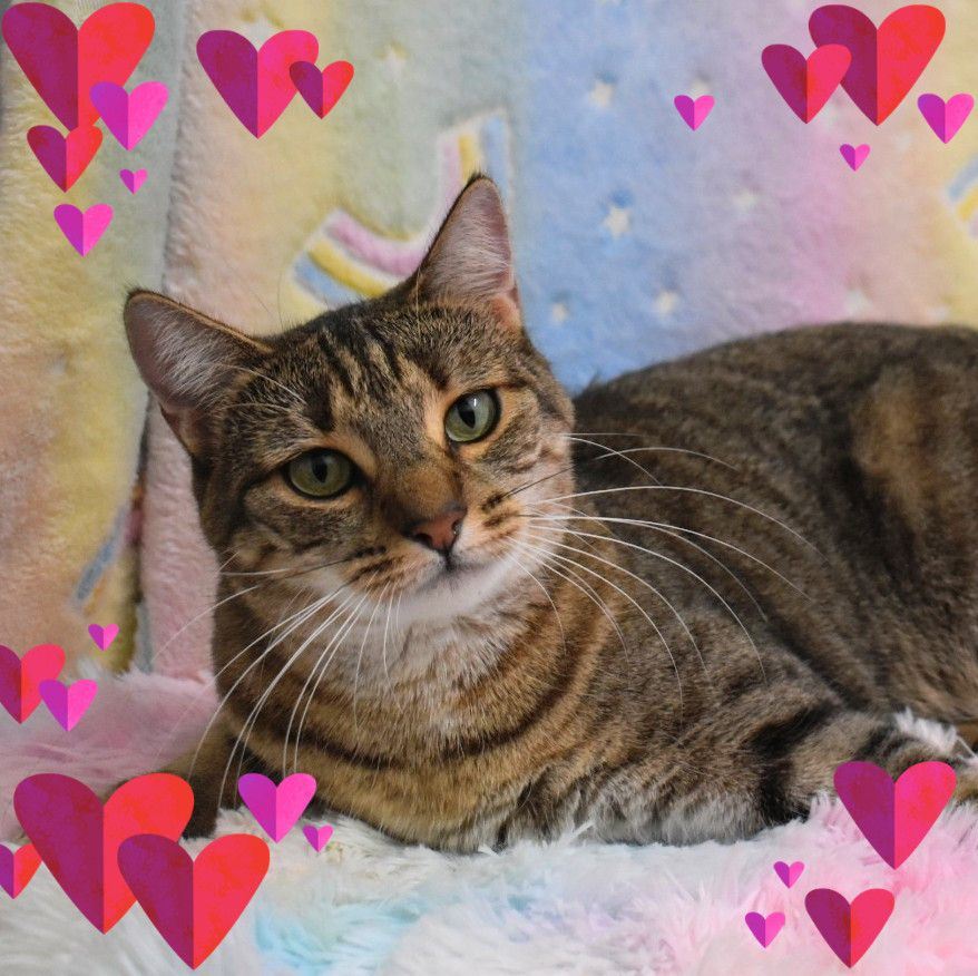 Bush Cat Rescue - RIP Sasha Sasha was an older cat from... | Facebook
