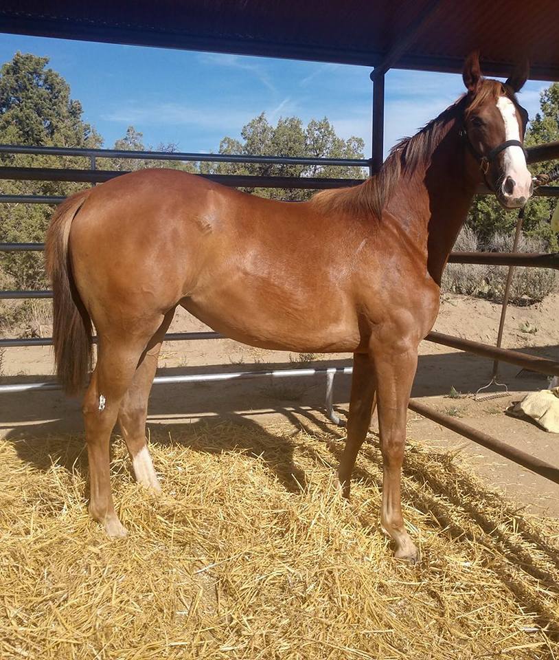 Sky Stone Ranch - This is the filly by First Down... | Facebook