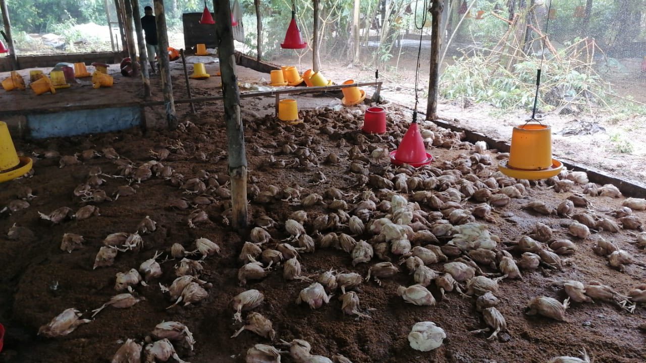 Chicko Egg Farm Kurunegala