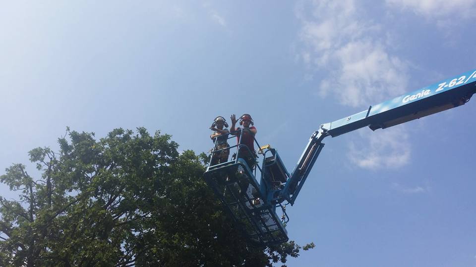Simpsons tree works | Newark