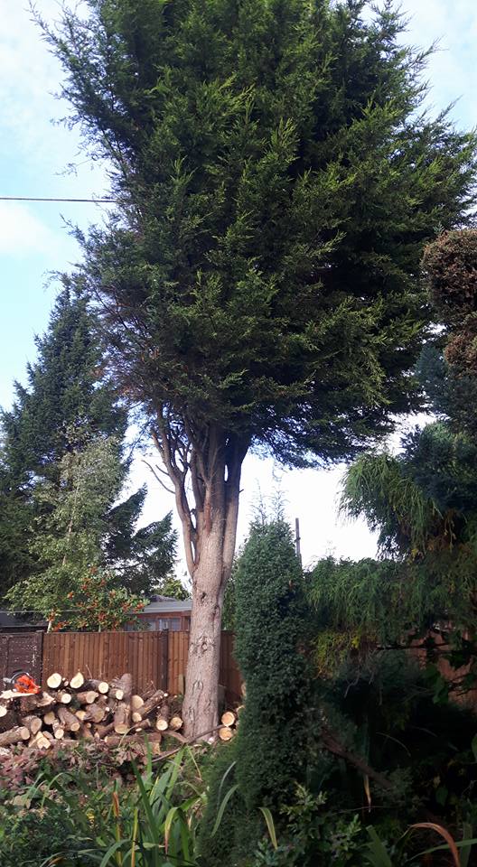 Simpsons tree works | Newark